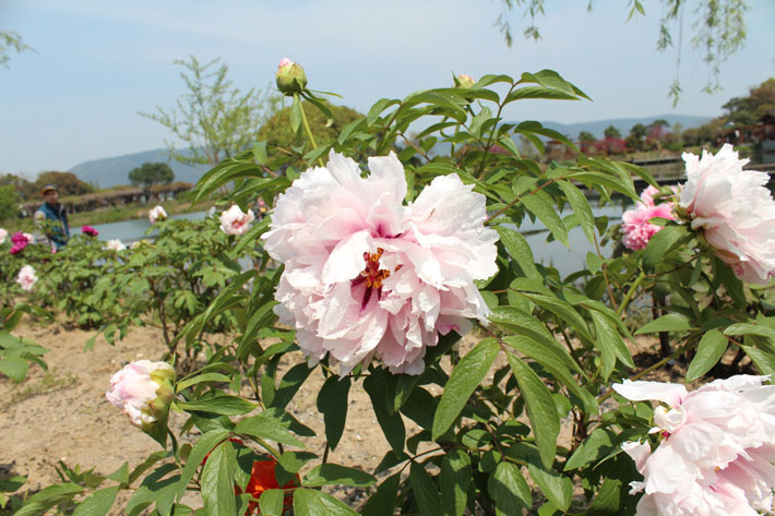 1690859055817947.jpg 2.jpg